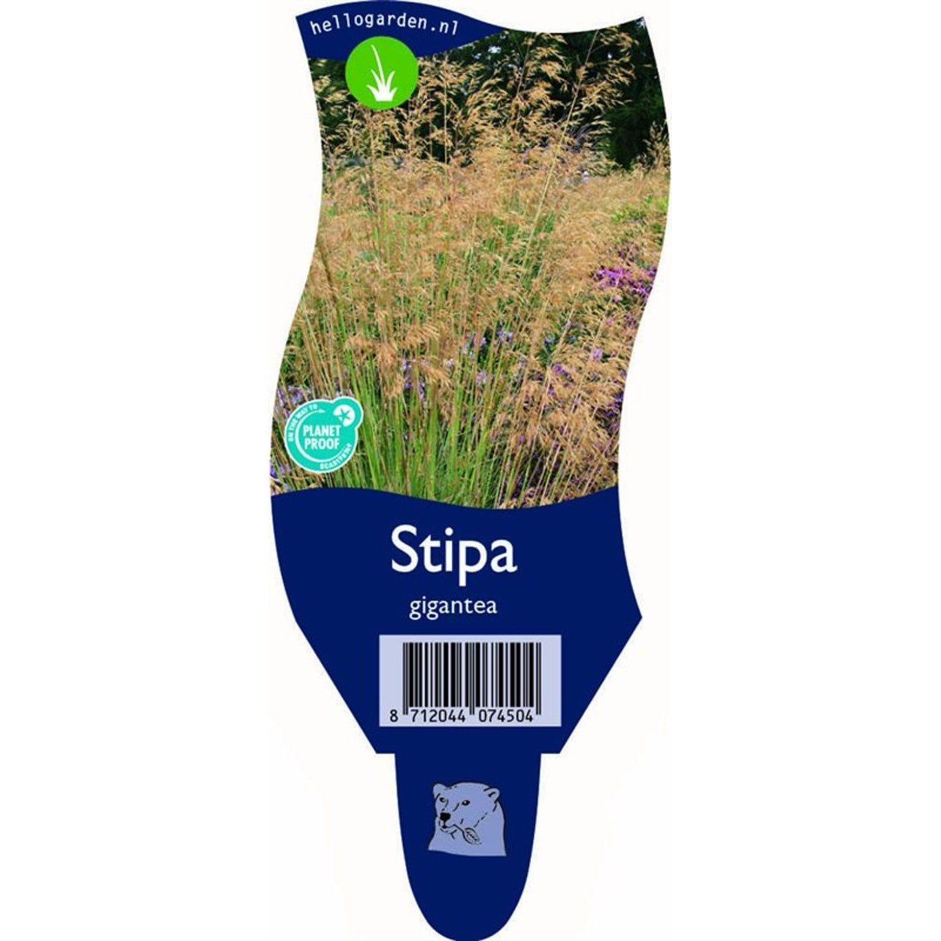 Grässtjärnblomma – Stellaria graminea - P11